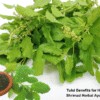 Tulsi Benefits for Health | Shrimad Herbal Ayurveda