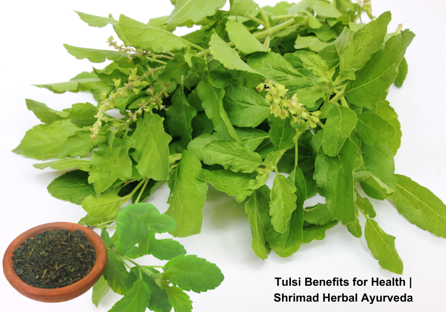 Tulsi Benefits for Health | Shrimad Herbal Ayurveda